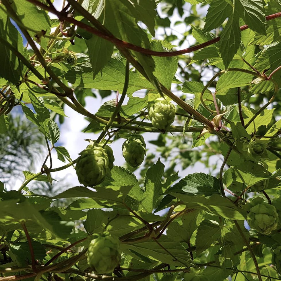 Lúpulo cultivado em casa